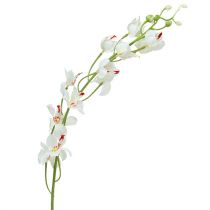 Orchid Mokara White 92cm 3st