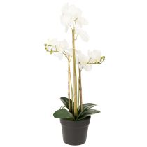 Artikel Konstgjord orkidé i kruka för en harmonisk atmosfär, vit, 60 cm
