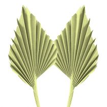 Artikel Palmspear äppelgrön vitkalkad 65 st