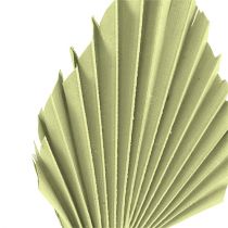 Artikel Palmspear äppelgrön vitkalkad 65 st