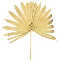 Artikel Palmspear Sun Natural Palm Leaf Torkad Naturlig Dekoration 30 st