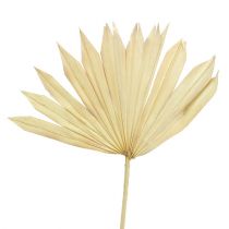 Artikel Palmspear Sun blekt 30 st