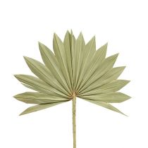 Artikel Palmspear Sun mini natur 50 st