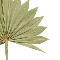 Artikel Palmspear Sun mini natur 50 st