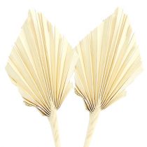 Artikel Palmspear blekt 20 st