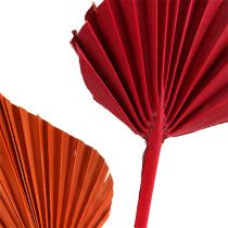 Artikel Palmspear assorterad röd/orange 50 st