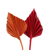 Palm spjut mini sort. Röd/Orange 100st