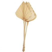 Palmspjut Palmblad Naturlig Dekoration Blekt 12,5×38cm 4st