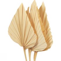 Artikel Palmspjut Palmblad Naturlig Dekoration Blekt 12,5×38cm 4st