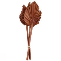 Palmspjut palmblad naturdekor brun 5-9×14cm L35cm 4st