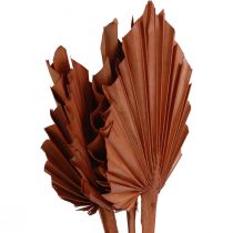 Palmspjut palmblad naturdekor brun 5-9×14cm L35cm 4st