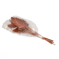 Artikel Palmspjut palmblad naturdekor brun 5-9×14cm L35cm 4 st