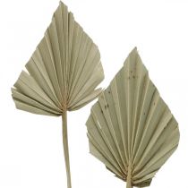Artikel Mini palmspjut, torr blommor, adventsdekoration, minnesdagar natur L33–34cm B7–9cm 4 st.