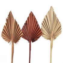 Artikel Palmspear assorterad Marocko 30 st