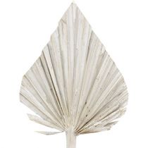 Artikel Palmspear vitkalkad 10cm - 15cm L33cm 65 st