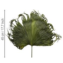 Artikel Palmbladsdekoration torkade blad Saribus grön 45 cm 5 st