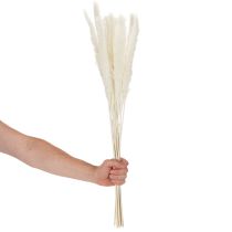 Artikel Pampasgräs torkade blommor blekta 70 cm 15 st