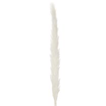Artikel Pampasgräs torkade blommor blekta 70 cm 15 st