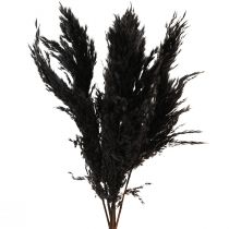 Artikel Pampas gräs svart 65-75cm torrt gräs naturdekor 6 st