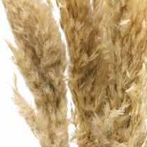 Artikel Torr dekoration pampas gräs torkat blekt 70-75cm 6 st