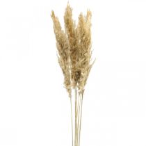 Artikel Torr dekoration pampas gräs torkat blekt 70-75cm 6 st