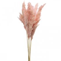 Artikel Pampas gräs torkad rosa torr blomstring 65-75cm 6st i gäng