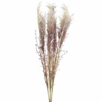 Pampas gräs crème, violett Konstgjorda torkade blommor 3st