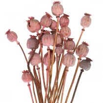 Dry Deco Poppy Kapslar Rosa Vallmo Färgade Torkade Blommor 75g