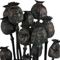 Torkade blommor vallmo kapslar torkad Svart Papaver 80g