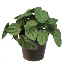 Artikel Peperomia Green Twist - Robust, dekorativ krukväxt i 20 cm kruka