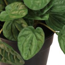 Artikel Peperomia Green Twist - Robust, dekorativ krukväxt i 20 cm kruka