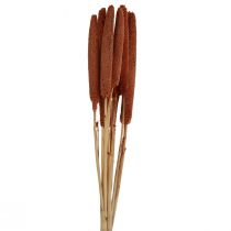 Artikel Pearl Hirs Dekorativa vassar Babala Hirs Brun 70cm 10 st