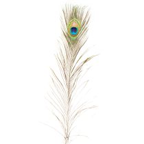 Artikel Påfågelfjäderdekoration, riktiga fågelfjädrar, långa 75-85 cm, 8 stycken