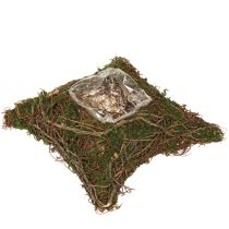Artikel Växtkudde vinrankor mossa växtskål naturlig 20×20×6,5 cm