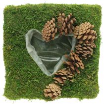 Växtkudde hjärtmossa och kottar fyrkantiga 25 × 25cm
