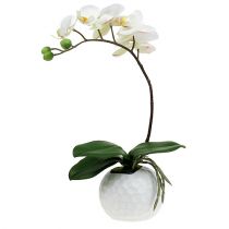 Artikel Phalaenopsis kräm i keramikkruka 33cm