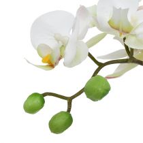 Artikel Phalaenopsis kräm i keramikkruka 33cm