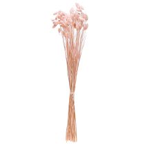 Artikel Phalaris rosa glänsande gräs torkad torr dekoration 65cm 60g