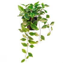 Artikel Philodendron Scindapsus med kruka, lättskött - perfekt för kontor och hem 32cm