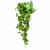 Artikel Philodendron hängare 80cm