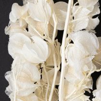 Artikel Physalis torkad blekt lyktblomdekoration Nicandra 75-80cm 100g