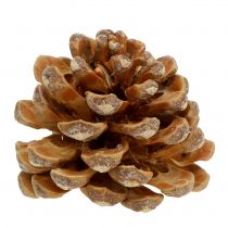 Artikel Kotar Pinus Kotar kräm blandad 5-18cm 25 st