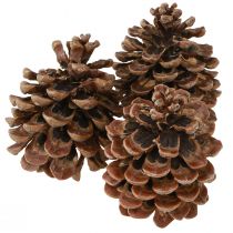 Artikel Pinus Pinea Real Cones Stor Natur Furu H10-12cm 50 st