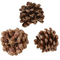 Artikel Pinus Pinea Medium tallkottar Naturlig 8-10cm 50 st