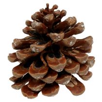 Pinus Pinea medium 10/14cm naturlig 50p