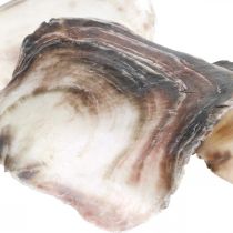 Capiz-skal, naturliga musselsnäckor, naturliga föremål Pärlemorskimrande lila 4–16 cm 430 g