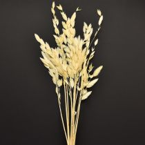 Artikel Plattörnat gräs Chasmantium Champagne 70cm 10 st