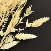 Artikel Plattörnat gräs Chasmantium Champagne 70cm 10 st