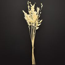 Artikel Plattörnat gräs Chasmantium Champagne 70cm 10 st