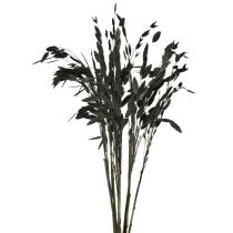 Artikel Plattörnat gräs torrt gräs Chasmantium Black 70cm 10 st